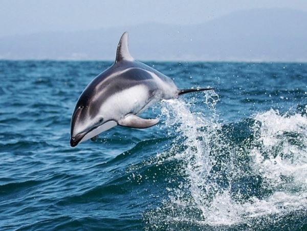 На Сахалине шторм выбросил на берег дельфина (видео)Туша осталась лежать на побережье острова Кунашир.