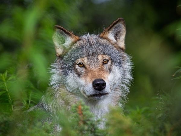 Лесные ОПГ: забайкальские волки жрут исключительно молодой скот