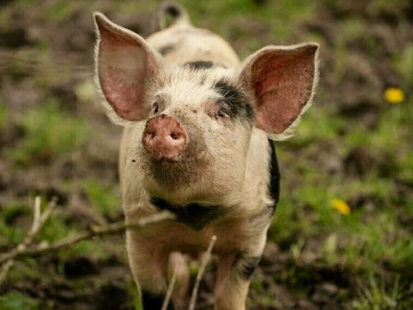 В Воронежской области карантин из-за АЧС продлится до следующего годаАфриканская чума свиней заставила власти ввести предупредительные меры для нераспространения опаснейшей инфекции.
