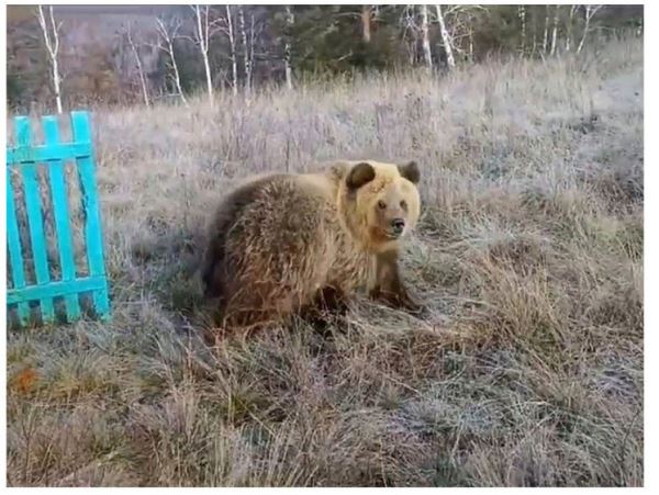 Держись за жизнь: медвежонок выжил благодаря неравнодушным людямВ Башкирии сбитого на дороге медвежонка подобрали и вылечили.