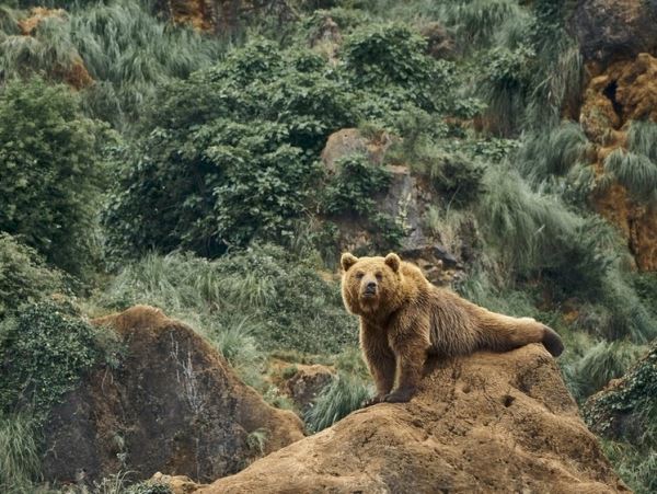 Селфи из берлоги медведя: в Сибири открыта новая услуга для туристов