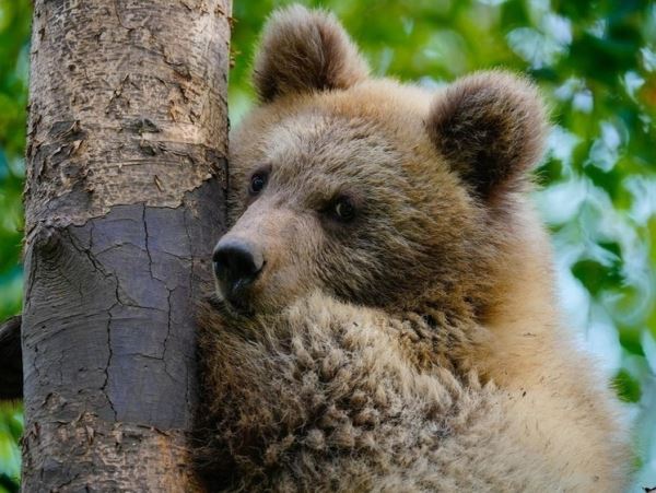 Подобрали, обогрели, накормили — дагестанцы помогли медвежонкуДетеныш один бродил по улицам дагестанского Каспийска, пока горожане не вмешались.