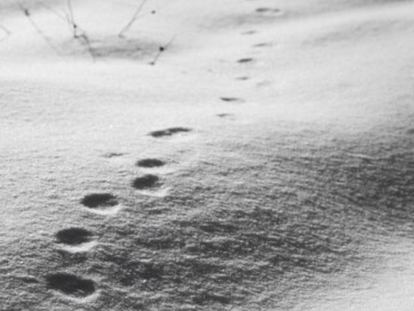 Медведь что-то ищет и тихо кружит по Тутаевскому районуВ Ярославской области у деревни Пустово уже выпал первый снег, на котором сельчане заметили медвежьи следы.