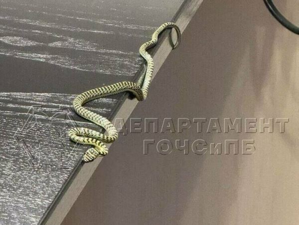 Похороните меня за плинтусом: в московской квартире нашли змеюМосковская семья обнаружила в своей квартире в районе Строгино небольшую змею под плинтусом.