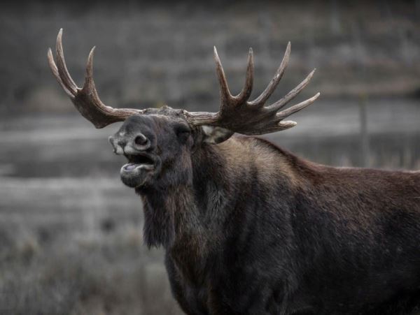 За незаконную охоту на лося челябинцу придется отвечать В Каслинском районе гражданин охотился на лосей, браконьера удалось задержать.