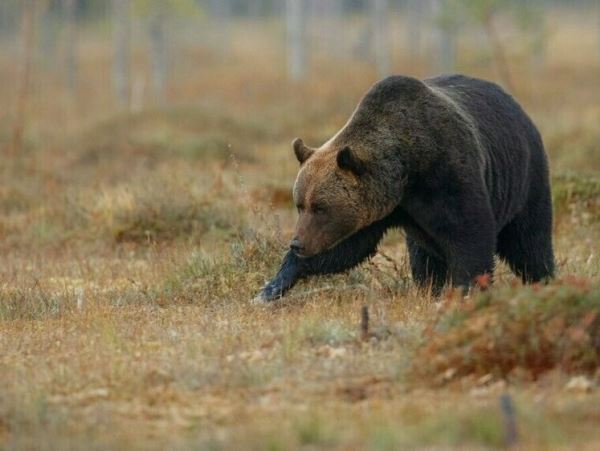 В Петропавловске выслеживают медведя, прячущегося на кладбищеОхотовед Владимир Шаблий в своем ТГ-канале предупредил об опасном визитере. Медвежьи следы обнаружены на новом городском кладбище.