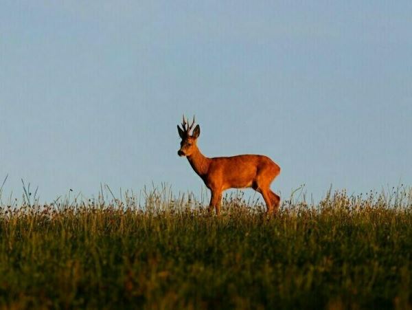 Косуля упорхнула из багажника браконьера на УралеКосули «сдали» полиции охотника, незаконно добывшего животных.