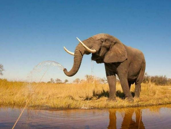 Массовую гибель слонов в Африке спровоцировала редкая бактерияУченые изучили случай падежа саванных слонов в двух африканских регионах весной 2020 года. Причина во вспышке инфекционного заболевания, спровоцированного бактерией Bisgaard taxon 45.
