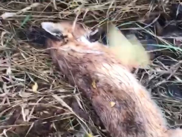 Потравили: в Орловской области массово погибли птицы и звери (видео)