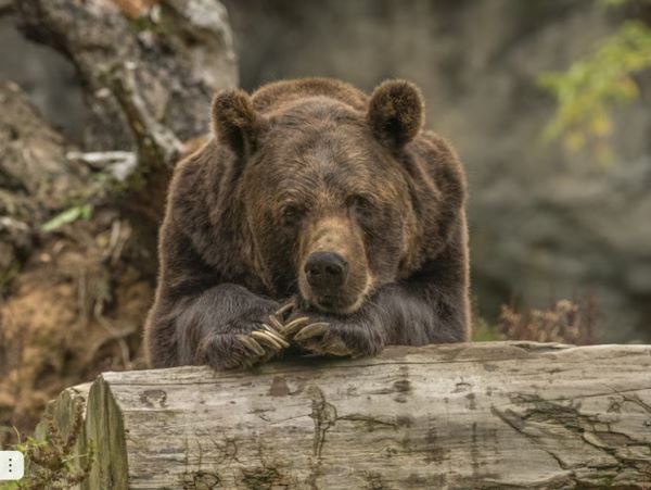 В Красноярске медведь не оставляет попыток разжиться чем-то вкуснымВидимо, охотиться в лесу у косолапого совсем не получается и он упорно идет к людям, хотя и боится встречи с ними.