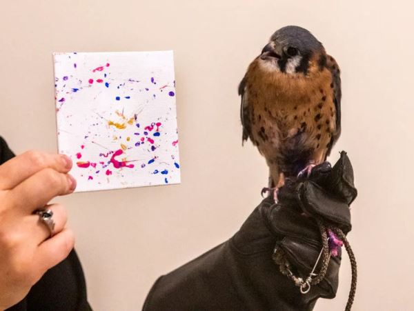 Сокола в США после травмы научили рисоватьВ штате Вермонт птиц, лишившихся возможности летать, реабилитируют с помощью освоения новых видов деятельности.