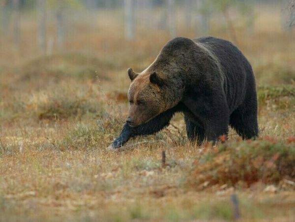 В Приморье отстрелили вышедшего к поселковой школе медведяЗверь ходил по прилегающей к школе территории.