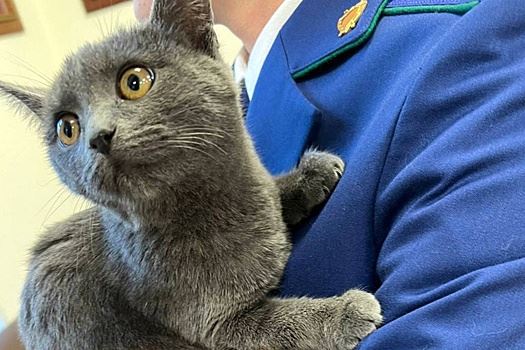 Стала известна судьба кота, спасенного из автомобиля в Москве