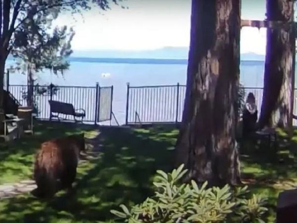 В США медведь проник на участок и долго смотрел на девочку на качелях