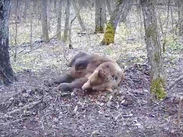 Медведь нашел и схомячил кабанью приманкуМедведь случайно набрел на провизию, оставленную для кабанчиков.
