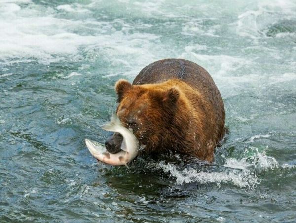 Течет ручей — ходить не смей. Медведь прервал экскурсии на КурилахПока ручей нужней медведям, туристам запрещено посещать эту местность во избежание опасных встреч.
