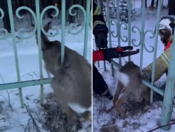 Чтобы помочь косуле спасатели погнули забор в больнице в КузбассеВ Кузбассе вызволять застрявшую в металлическом ограждении косулю приехали спасатели.