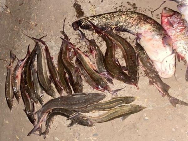Краснокнижных рыб нельзя ловить, покупать с рук и собирать в лесахВ ходе операции «Путина-2023» сотрудники угрозыска в правобережной части Астрахани задержали 51-летнего трусовчанина, с полимерным мешком, в котором находилось 18 стерлядей и 2 сома, не считая другой рыбы.