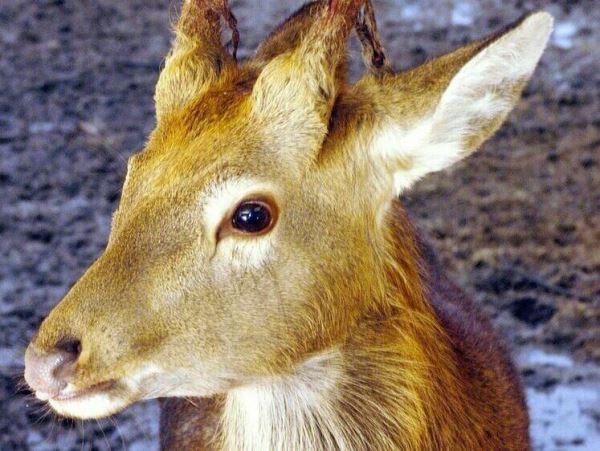 В Томской области косуля рухнула и застряла в заброшенном котловане